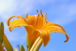 orange tiger lily