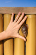 snail