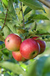 delicious apples