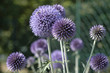 fleurs