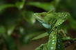 green basilisk green basilisk
