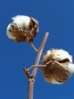blanc coton et ciel bleu