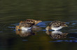 wildenten wildenten