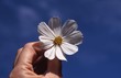 fleur blanche fleur blanche