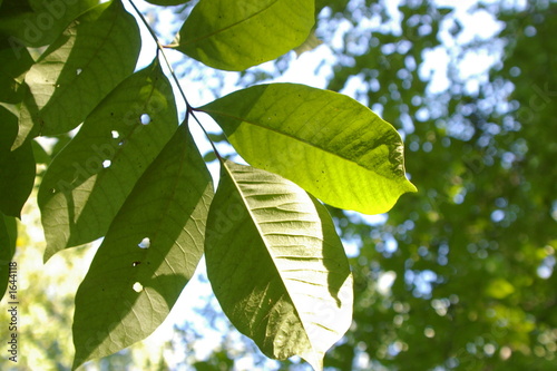 Photo: poison sumac poison sumac
