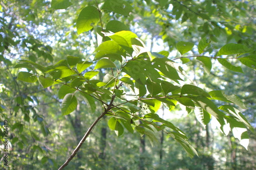 Photo: poison sumac poison sumac