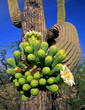 saguarocactusflower#2