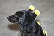bumblebee