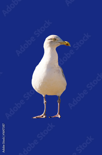 mouette détourée mouette détourée
