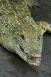 nile crocodile