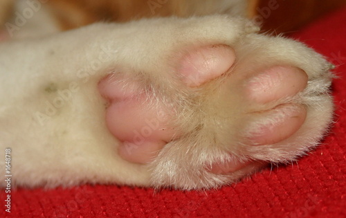 Photo: cat's paw cat's paw