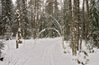 winter forest. arc winter forest. arc