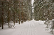 winter forest. piste winter forest. piste
