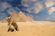 the pyramids camel the pyramids camel