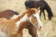 mustang portrait