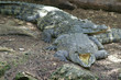 nile crocodile