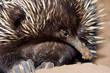 echidna closeup