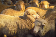 merino sheep