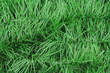 artifical pine branch artifical pine branch