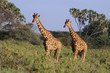 Photo: 2 reticulated giraffes 2 reticulated giraffes