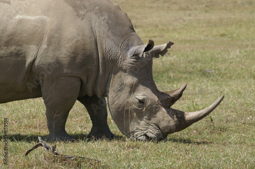 white rhino in nakuru white rhino in nakuru