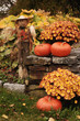 scarecrow with pumpkins