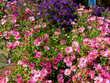 purple and pink flowers purple and pink flowers