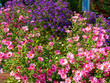 purple and pink flowers purple and pink flowers