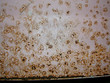 rusting pink painted metal wall rusting pink painted metal wall