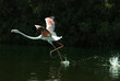 flamingo