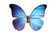 blue morpho blue morpho