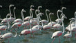 22 flamingos
