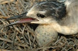 bird with egg
