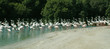 set of flamingo