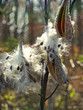 aesclepias syriaca—milkweed seed pods, back-lit