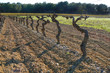 ceps de vignes