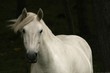 white horse