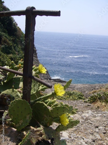 Foto: il cactus il cactus
