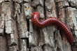 millipede