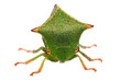 Foto: front view of a buffalo treehopper front view of a buffalo treehopper