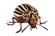 colorado beetle