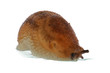 slug
