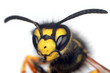 Foto: wasp wasp