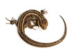 twirled lizard