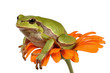 treefrog on a flower