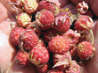 wild strawberries wild strawberries