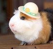hamster