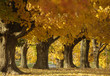 canvas print picture maples