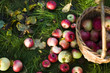 fresh apples in basket in garden by autumn