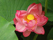 soft pink lotus flower in full bloom